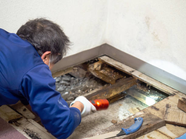 Best Black Mold Removal  in Nevada, TX