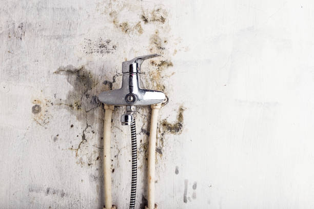 Best Affordable Mold Removal  in Nevada, TX