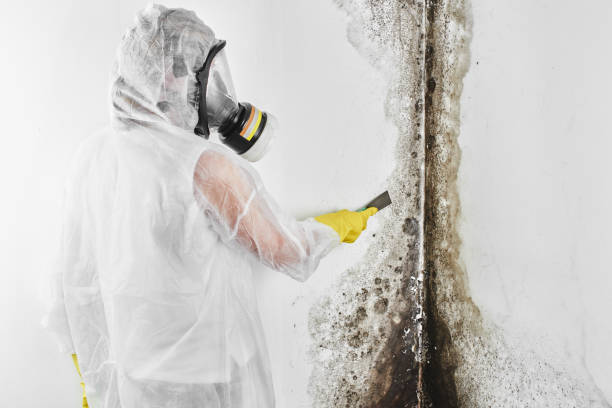 Best Emergency Mold Removal  in Nevada, TX