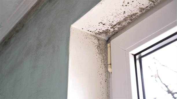 Best Mold Removal Near Me  in Nevada, TX
