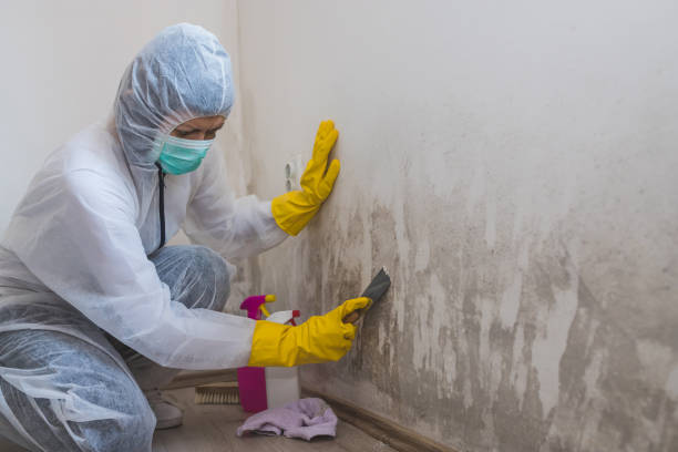 Best Toxic Mold Removal  in Nevada, TX