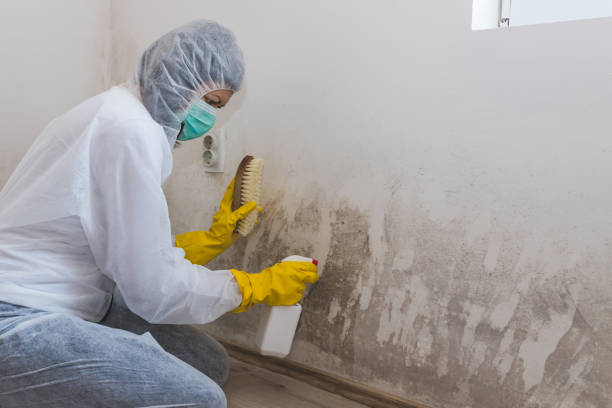 Best Mold Testing  in Nevada, TX