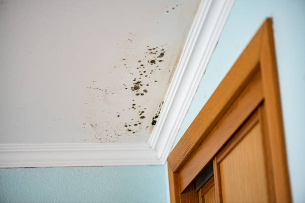 Best Mold Remediation  in Nevada, TX