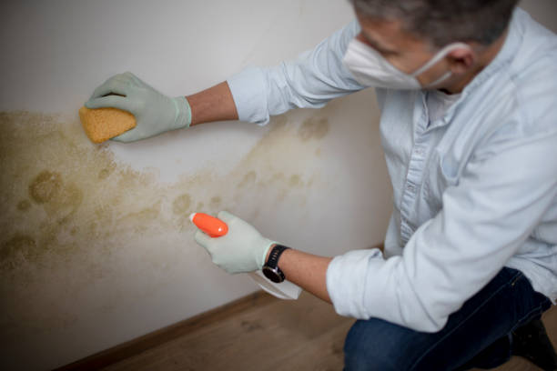Best Commercial Mold Removal  in Nevada, TX