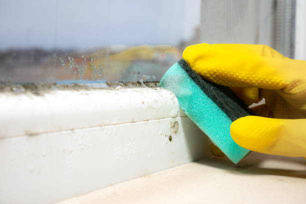Best Local Mold Removal Service  in Nevada, TX