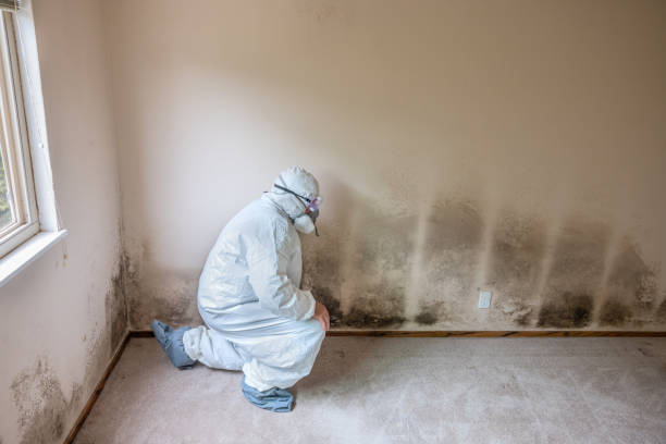 Best Best Mold Removal Companies  in Nevada, TX