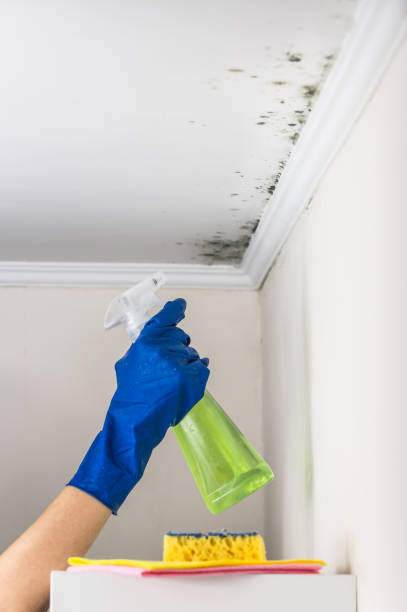 Best Commercial Mold Removal  in Nevada, TX