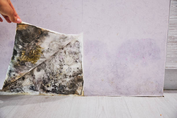 Best Mold Removal Company Near Me  in Nevada, TX
